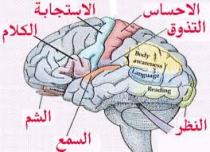  آرام برس : هام جدا...د.سوسن فلوح...اخصائية الامراض الصدرية والتنفسية,,, 7 طرق للمحافظة على شباب دماغنا
